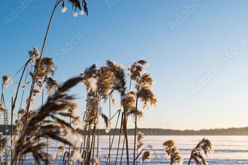 Snowy reed, frozen lake