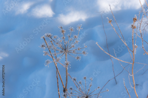 Frozen plants photo