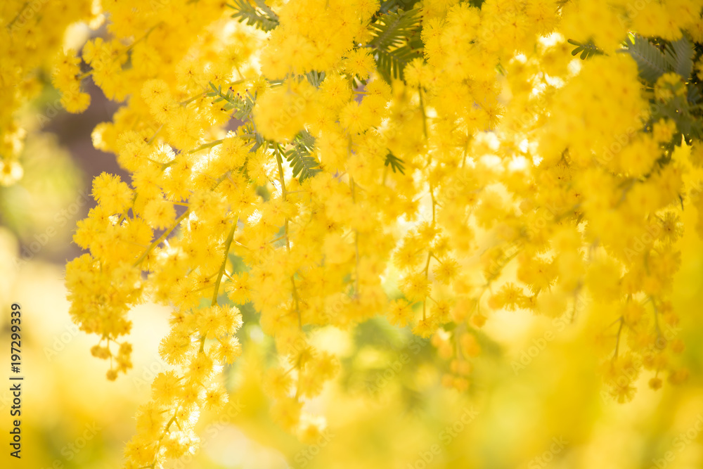 背景素材 ミモザの花 Stock Photo Adobe Stock