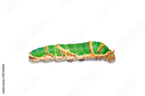Banded Swallowtail (Papilio demolion) caterpillar