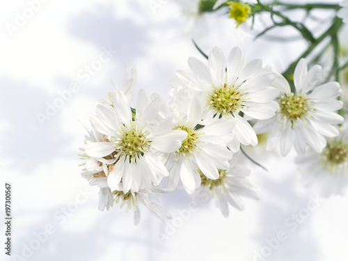 Close up of White Marguerite flower.