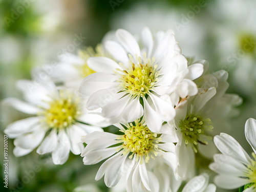 Close up of White Marguerite flower.