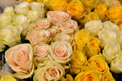 Many yellow and pink roses