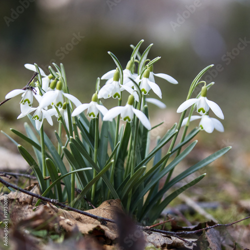 Snowdrops in natural environment
