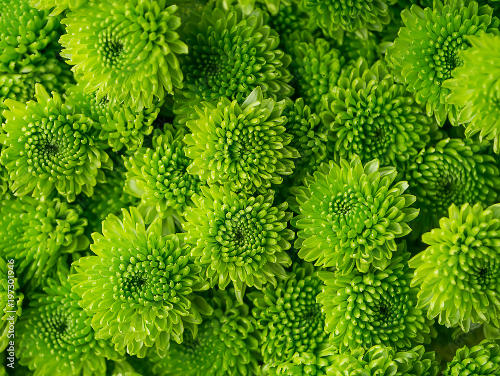 Close up Chrysanthemum flower. Close up Chrysanthemum flower.