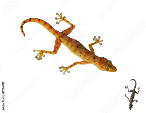 Gecko. Isolated on white ba...