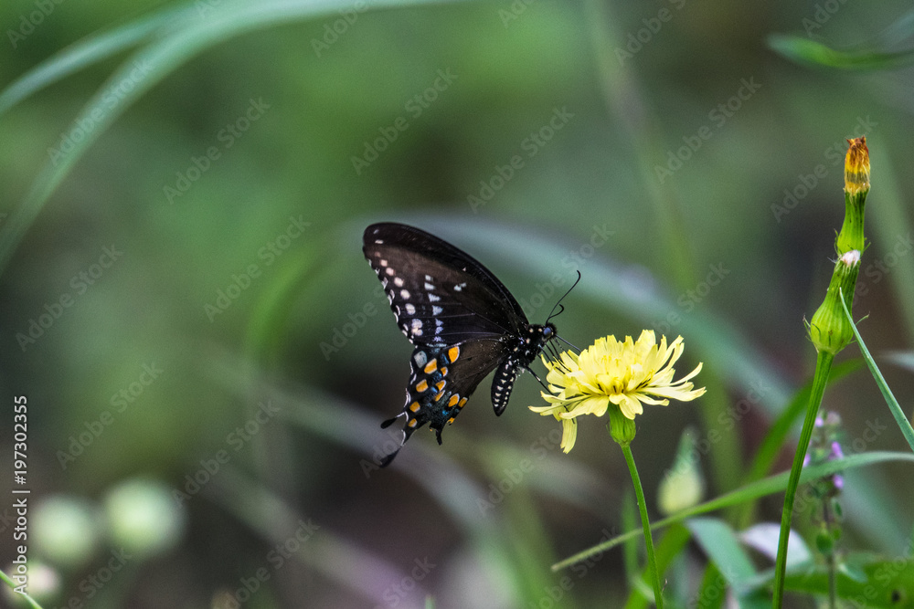 Black Swallowtail Butterfly and Yellow Flowers! Black Swallowtail Butterfly and Yellow Flowers!