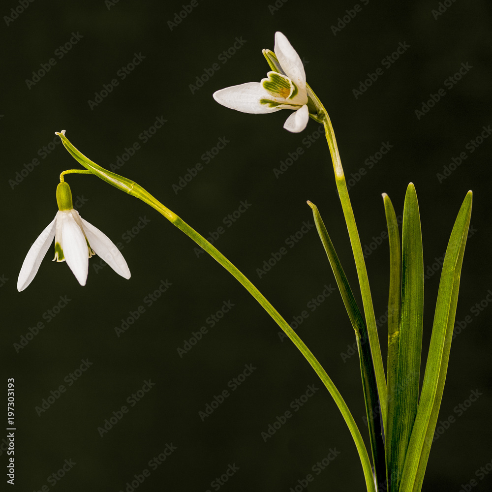 Fototapeta premium Snowdrop as a still life