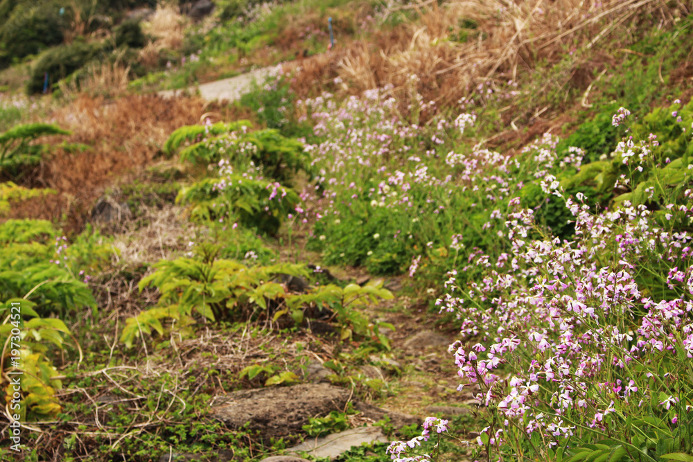 Obraz premium Beautiful Scenery of Jeju Island / Scenery Picture of Jeju Island, Korea