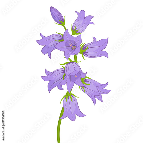 Flowers lilac bells isolated on white background.Vector illustration.
