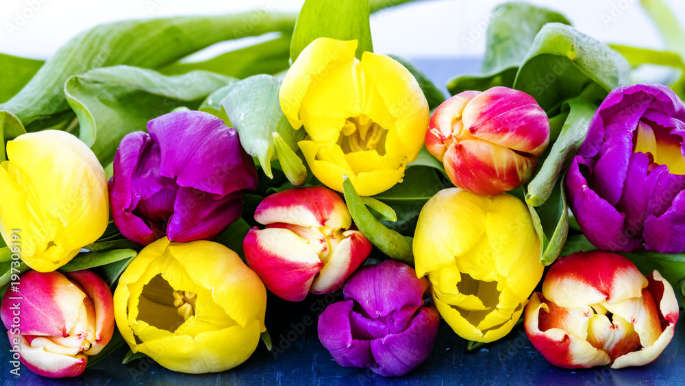 Fototapeta premium Fresh colorful tulips