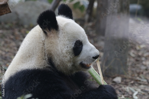 Fototapeta Naklejka Na Ścianę i Meble -  Giant Panda is Eating Bamboo Leaves, China
