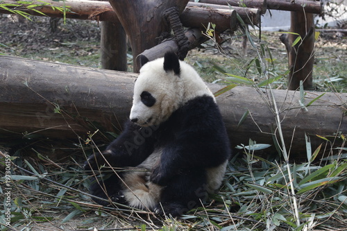 Fototapeta Naklejka Na Ścianę i Meble -  Giant Panda is Eating Bamboo Leaves, China