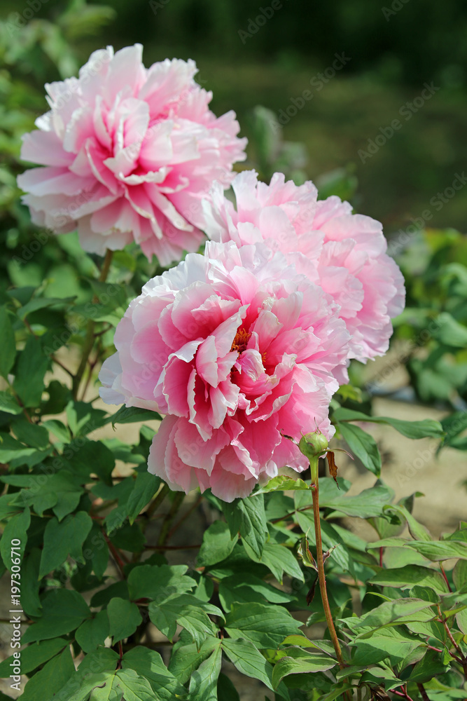牡丹の花 牡丹の花