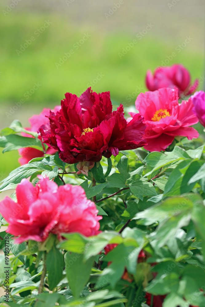 牡丹の花 牡丹の花