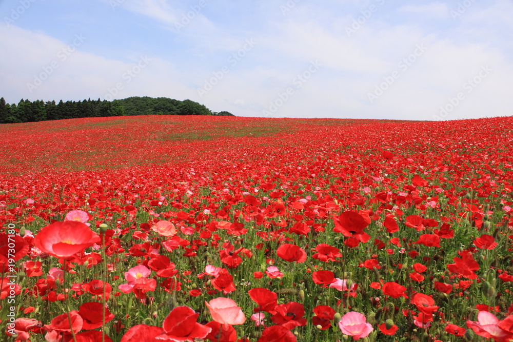 Obraz premium 一面に咲くポピー