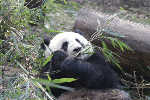 Fototapeta Naklejka Na Ścianę i Meble -  Giant Panda is Eating Bamboo Leaves, China