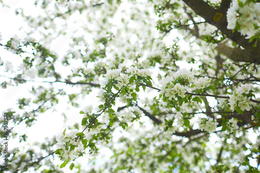 apple blossom in garden apple blossom in garden