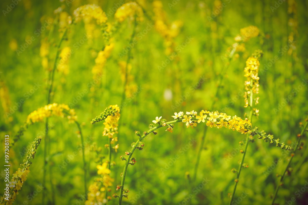 flowering meadow field in summer yellow flowers flowering meadow field in summer yellow flowers
