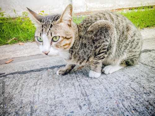 Action Animal Themes Cat Close-up Cute Cat Domestic, action cat funny, eye,Thai cat in looking action