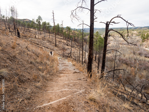 Boy walking on trail through burned pinyon trees at Gila Cliff Dwellings National Monument, Silver City New Mexico in winter on a sunny day