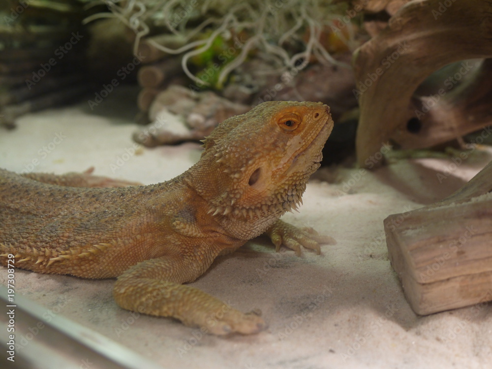 Obraz premium Iguana is ready to attack