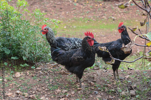 Black roosters of Majorca