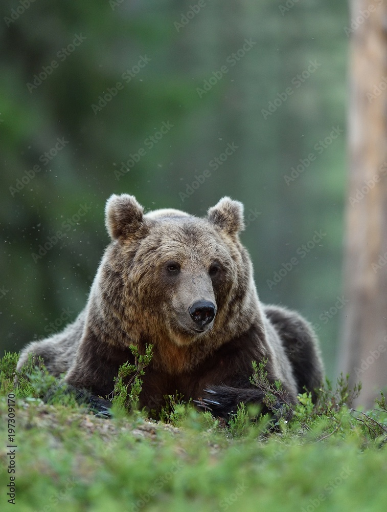 Fototapeta premium Brown bear (Ursus arctos) in forest. Bear resting. Male brown bear.