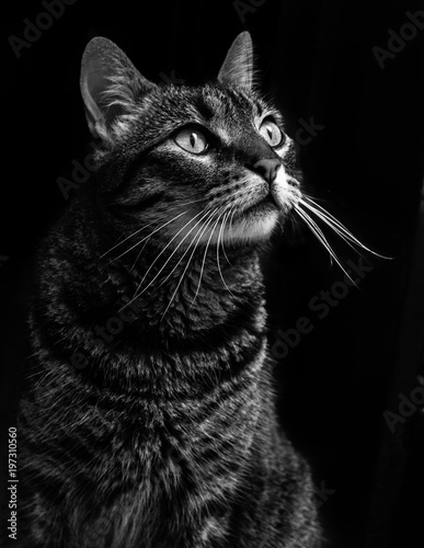 cat portrait black and white