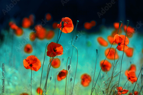 Blooming red poppies in a field in spring in nature on a turquoise background with soft focus, macro. Photo with authoring processing and toning. Bright colorful artistic image, floral background.