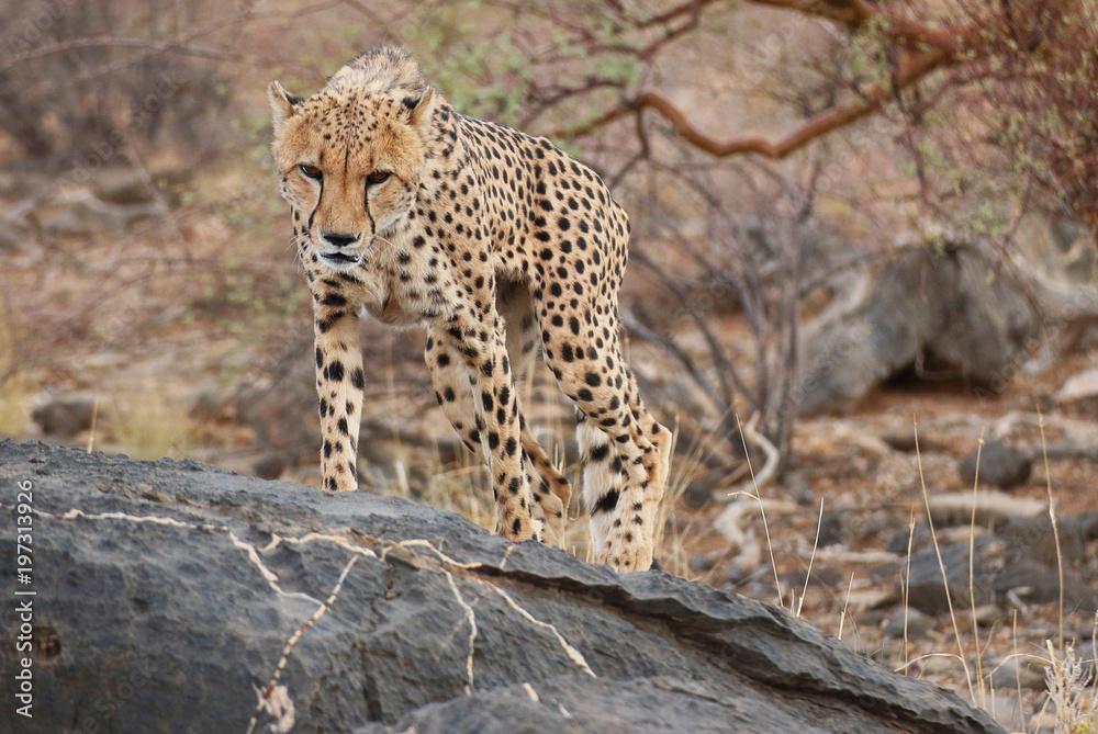 Obraz premium Cheetah