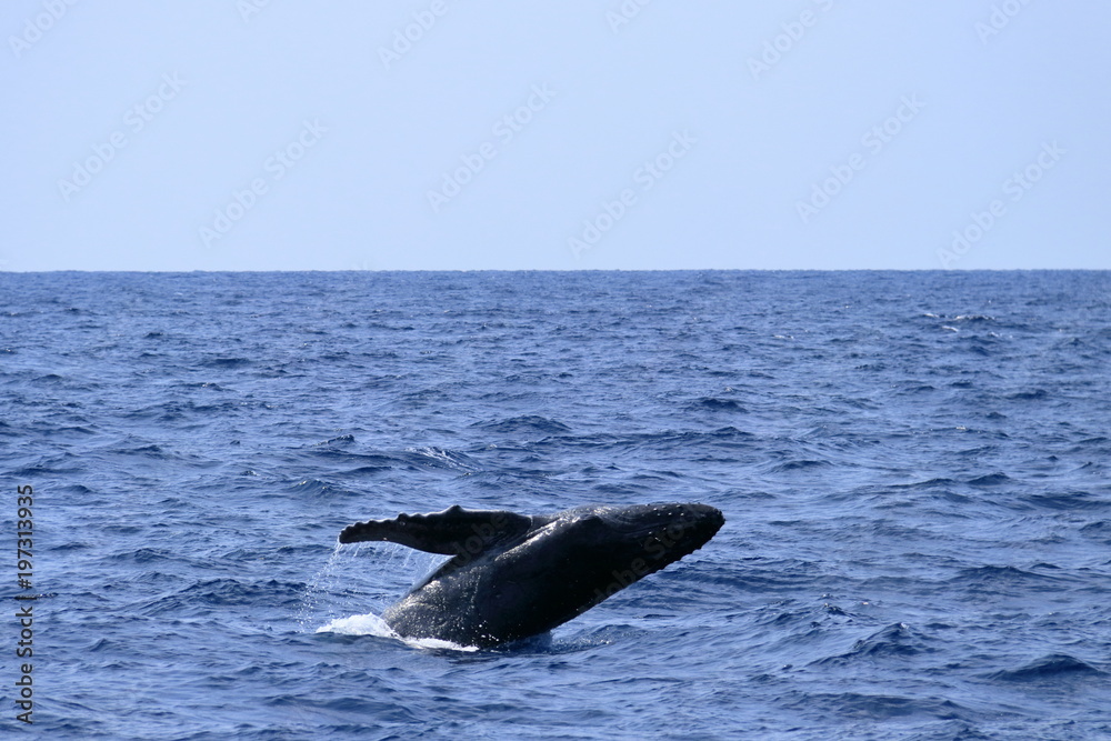 Fototapeta premium Bielenie humbaków