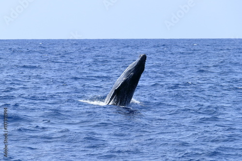 スパイホップするザトウクジラ