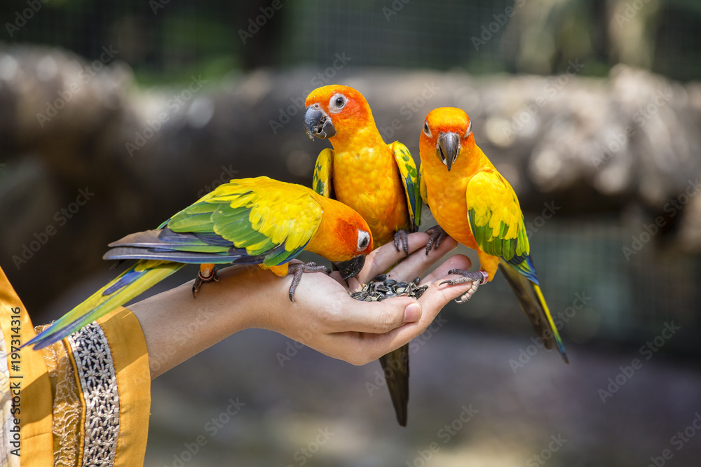 Obraz premium Papuga Sun Conure jedzenie pod ręką