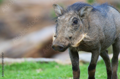 Warthog baby