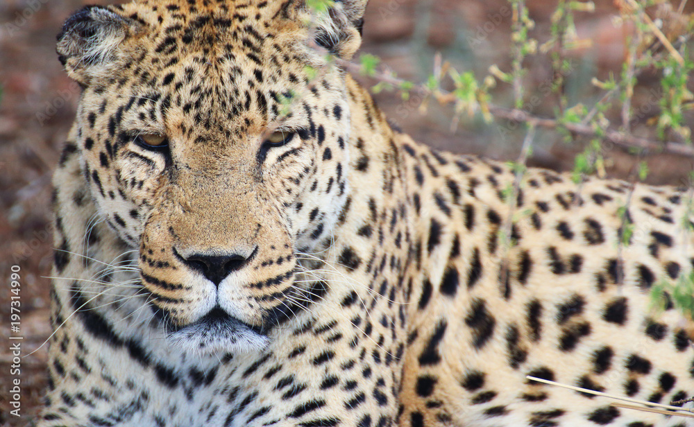 Leopard Leopard