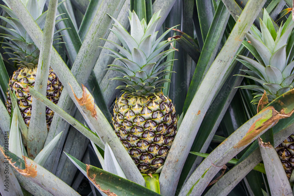 Obraz premium Pineapple growing in farm