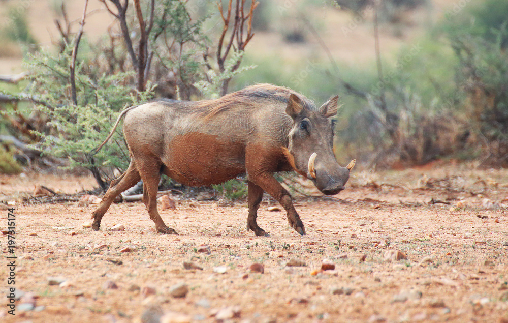 Warthog Warthog