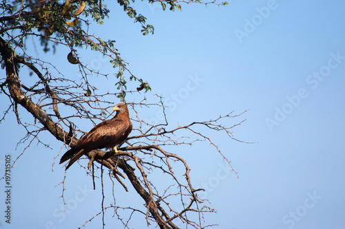 Bird of prey