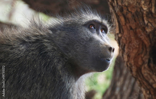 Chacma baboon photo