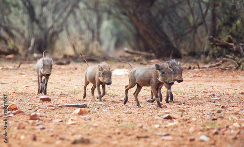 Warthog babies