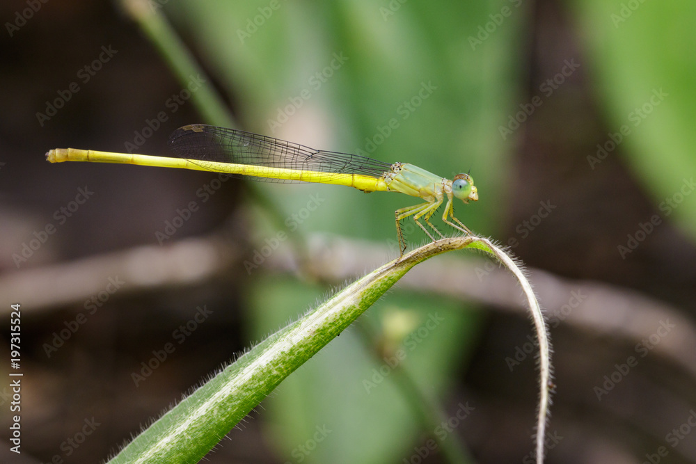 Image of Ceriagrion coromandelianum dragonfly (male) on green leaves. Insect Animal. Image of Ceriagrion coromandelianum dragonfly (male) on green leaves. Insect Animal.