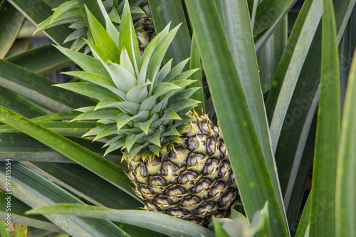 Pineapple growing in farm