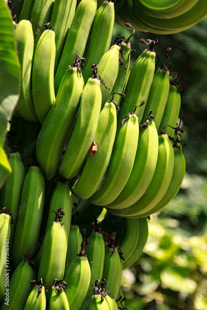 Fresh bananas on a branch, fruit Fresh bananas on a branch, fruit