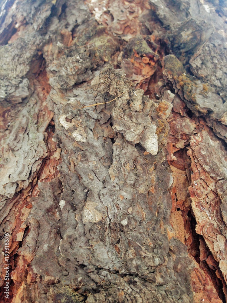 Just bark on a tree. Beautiful structural surface of the bark on different trees. The Scarecrow forest watching us. Just bark on a tree. Beautiful structural surface of the bark on different trees. The Scarecrow forest watching us.