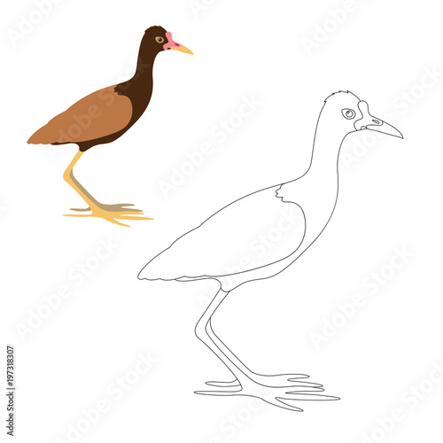 watteld jacana vector illustration coloring page
