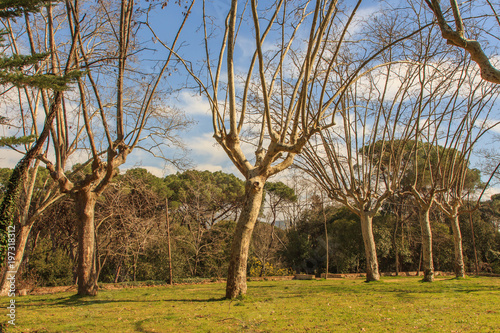 The proud trees with long arms. photo