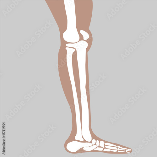 vector human knee