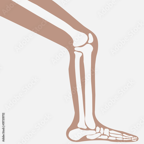 vector human knee