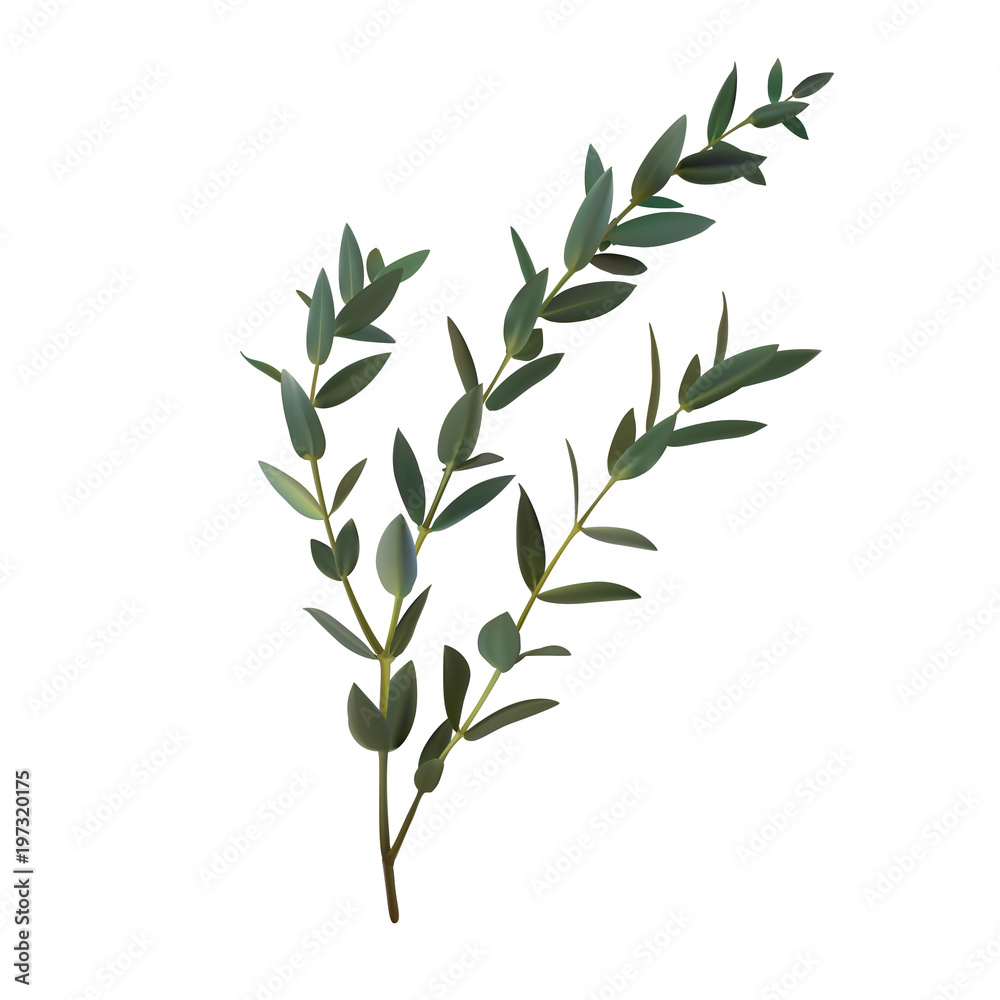 Thyme leaf green vector isolated medicinal set of leaves for the Thyme leaf green vector isolated medicinal set of leaves for the
